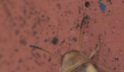 Réf. 282 422 : Anaspis maculata